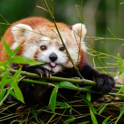 Red Panda